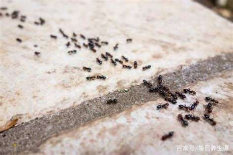 桌上很多螞蟻